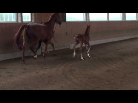 Belano von Belissimo Londonderry BrentanoII