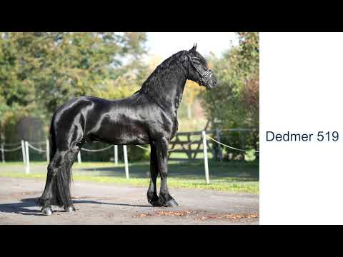 KFPS stamboekhengst Dedmer 519