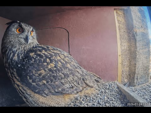 Livestream aus dem Uhu-Nistkasten im Südturm der Elisabethkirche Marburg