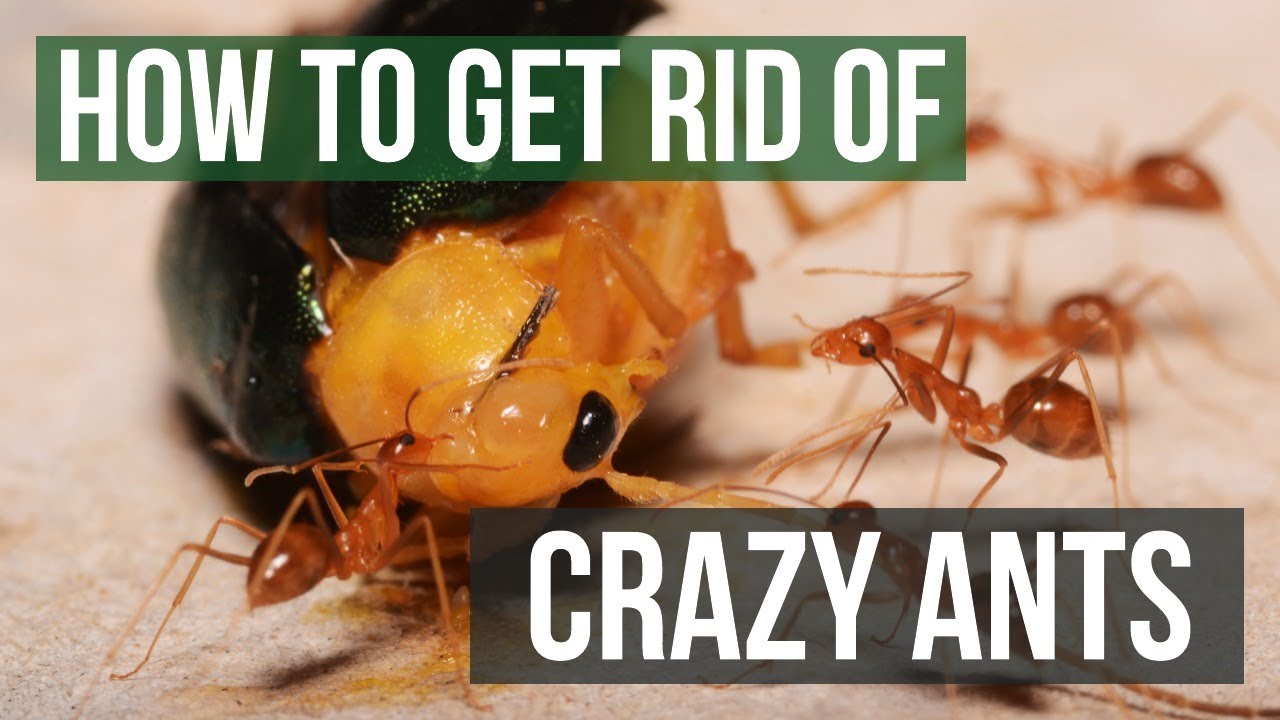 Crazy Ant Control: How To Get Rid of Crazy Ants
