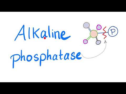 Alkaline Phosphatase (ALP) | Lab Test ????