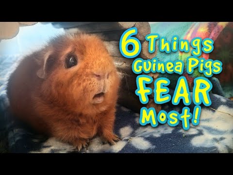 YouTube video about: Are guinea pigs afraid of the dark?