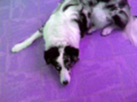 STOP UNWANTED behaviors with BACK UP