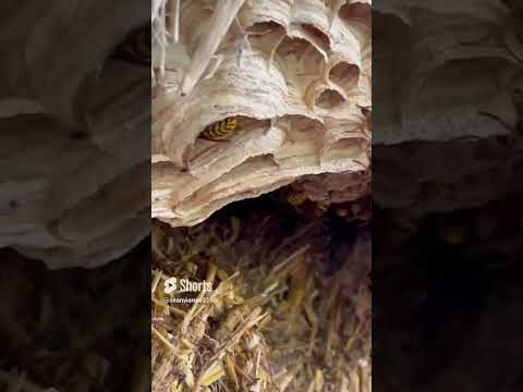 Ultimate Pest Control video.