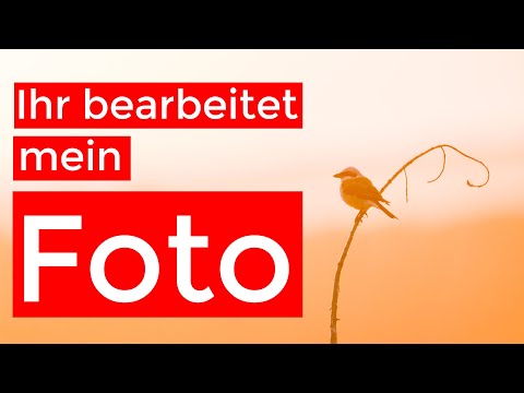 Ihr bearbeitet mein Bild | Neuntöter im Abendlicht