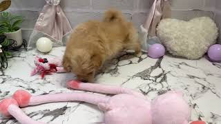 ハーフ犬の動画01