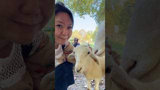 ヤギ可愛すぎて欲しい goats are too cute #animals #動物 #可愛い #kawaii #アメリカ