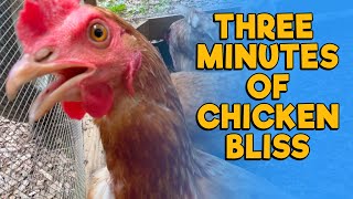 Three Minutes of Chicken Bliss