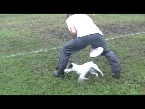 パーソン・ラッセル・テリア