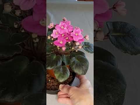 AFRICAN VIOLET BLOOMS GALORE!!!! Flower BUDS, BUDS, BUDS Everywhere - STUNNING!!!!