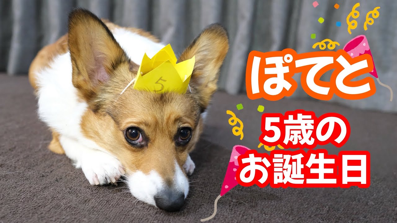 今日はぽてとが5歳の誕生日です。