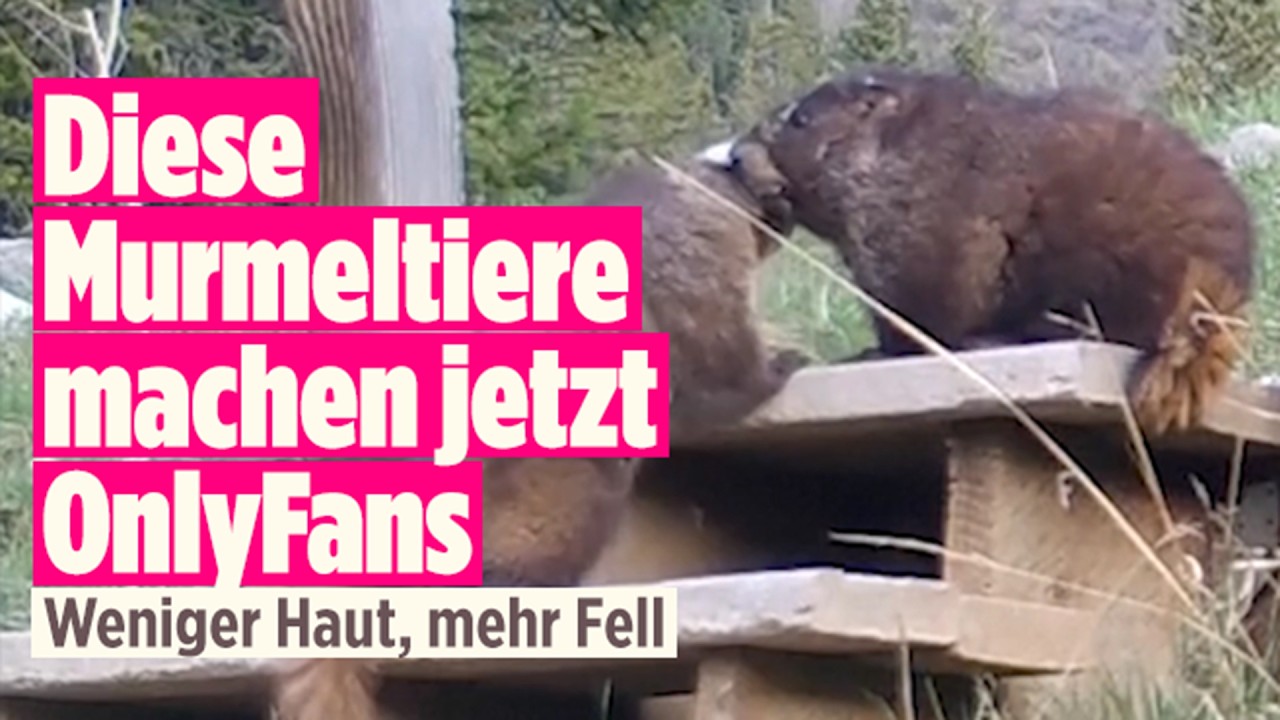 Onlyfans für die Wissenschaft: So sammeln Murmeltiere Tausende Dollar für die Forschung