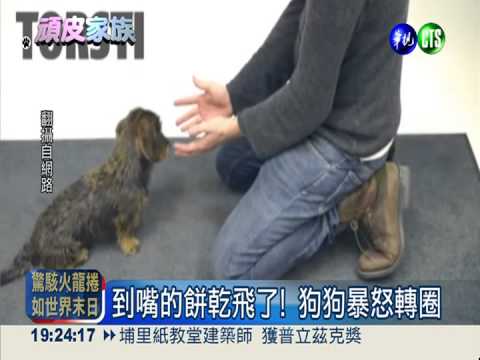 到嘴的餅乾飛了! 狗狗暴怒轉圈圈
