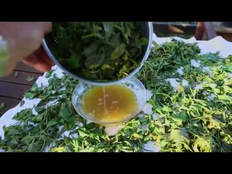 download lagu mp3 mp4 Where Can I Buy Fresh Green Tea Leaves, download lagu Where Can I Buy Fresh Green Tea Leaves gratis, unduh video klip Where Can I Buy Fresh Green Tea Leaves