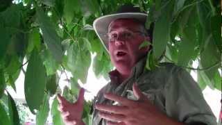 Avocado Tree More Production with Girdling