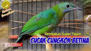 Download lagu Cak Cungkok Betina Gacor 'Tembakan Pedes Cucak Cungkok Betina' mp3 Download lagu Cak Cungkok Betina Gacor 'Tembakan Pedes Cucak Cungkok Betina' mp3