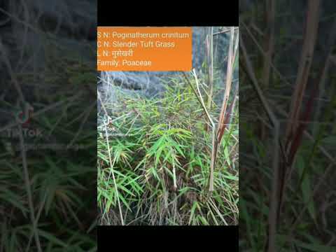 , title : 'Bamboo Grass (खरुको /मुसे खरी) . S.N: Pogonatherum crinitumn; Family: Poaceae (Grass family)'