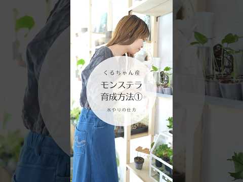 園芸 ミニモンステラ、モンステラ ジニー、フィロデンドロン ジニー