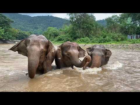 2 Rescued Elephants Join a New Herd