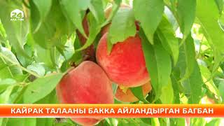 Кайрак талааны бакка айландырган багбан