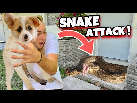 , title : 'RESCUED PUPPY from MASSIVE SNAKE ! WHAT HAPPENS ?!'