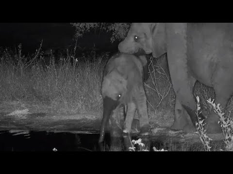 Djuma: Elephants with a few small ones - 20:08 - 07/18/20