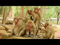 Very Nice Monkey Meeting Play With Family Very Happy