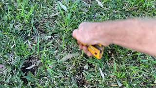 Getting rid of winter grass in buffalo lawn