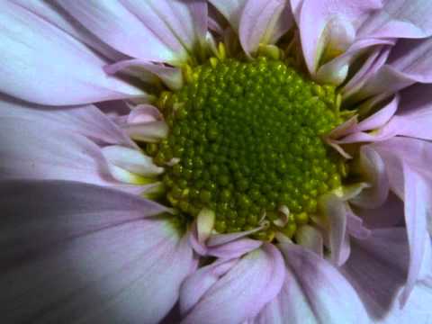 ronduit praiseband, dicht bij U