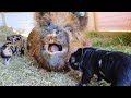Relaxing Pig And Chicken Sounds From A Small Farm In The Mountains ASMR