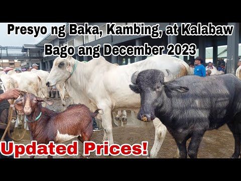 , title : 'Presyo ng Baka, Kambing at Kalabaw sa Cattle Trading Capital of the Philippines sa Batangas'