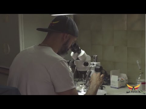 Allevamento regine (Queen bees breeding. Apicoltura la Fenice's team at work)