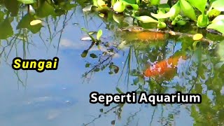 Download lagu Spot macam apa ini! Mancing di sungai seperti aquarium bikin nagih mp3
