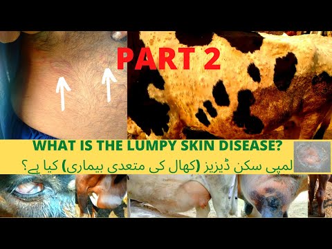 , title : 'A Practical Demonstration of Lumpy Skin Disease on Live Cases Part 2'