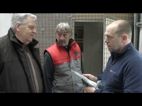 Video Dreampigeons op bezoek bij De Geest-De Cock Stekene april 2019
