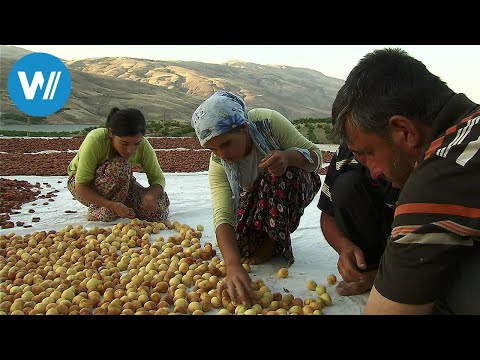 Anatolia, the land where apricots bloom (360° - GEO Reportage)
