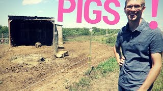 Friends With Pigs