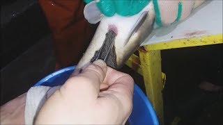 Через сколько лет стерлядь дает икру