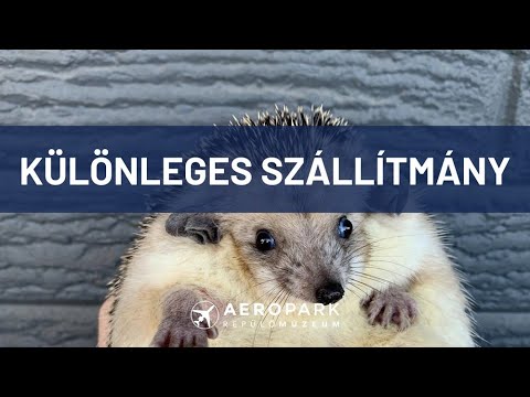 Sünök a fedélzeten: kalandos repülés - 2. rész (Ep. 152)