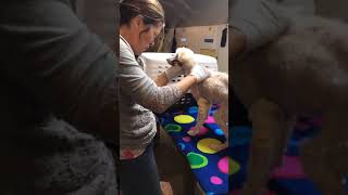 Emergency Rescue!!!! Just arrived from Mexico!