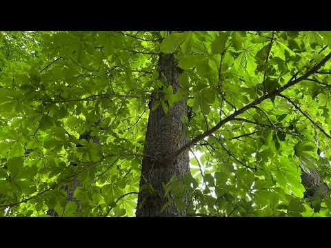 image : Samedi au jardin : Parc le Grand Veneur _ Essonne