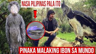Pinaka Malaking Ibon sa Buong Mundo nasa Pilipinas Pala! | Mister Di