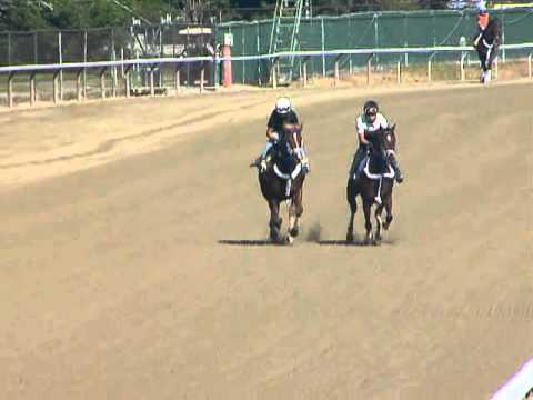 Guyana Star Dweej - June 7 gallop