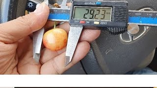 체리 신?품종 개인적인 견해