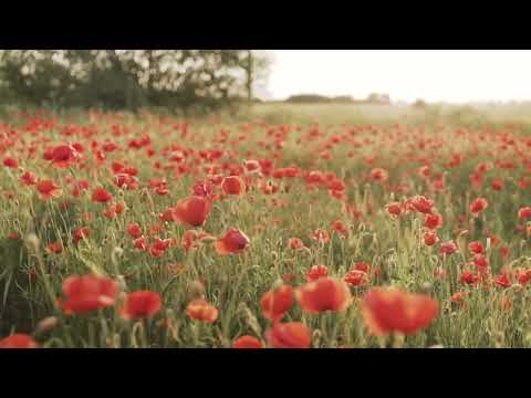 Alex Baker & Harmless Night - "Each Day" (Official Audio)