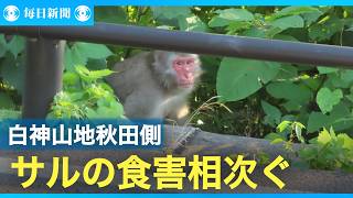 白神山地周辺の秋田側　ニホンザルによる農作物の食害相次ぐ