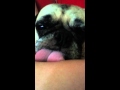 Teddy Pug Likes To Lick