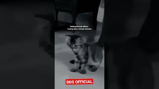 Download lagu Joget kucing kaget yang lagi viral di tiktok #storywa #shorts #30detik mp3