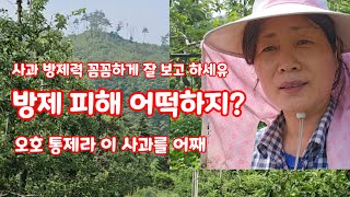 사과방제  방제피해  사과방제력 잘 알고 해야 피해 안본다 [사과재배방법]