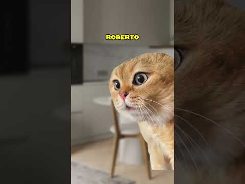 Roberto Carloss 😂 (CAT VERSION🐈) @FreakAnimationso #shorts